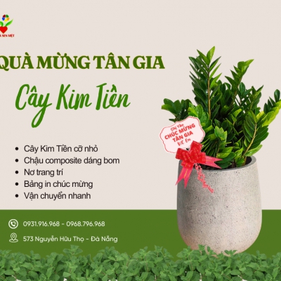 Cho thuê cây Đà Nẵng