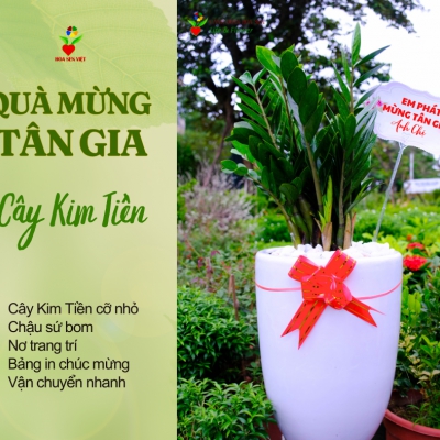 Cho thuê cây Đà Nẵng
