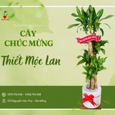 Cho thuê cây Đà Nẵng