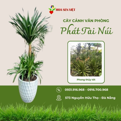 Cho thuê cây Đà Nẵng
