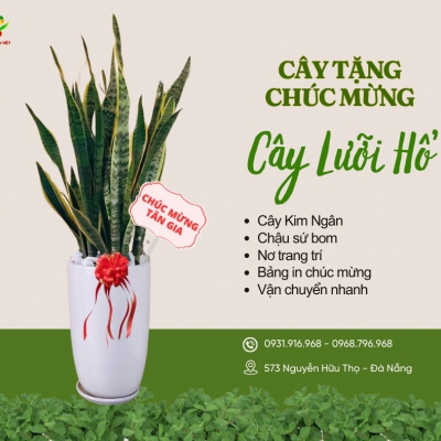 Cho thuê cây Đà Nẵng