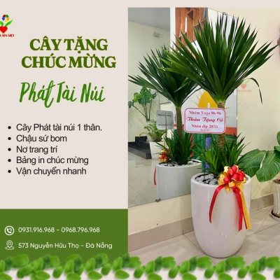 Cho thuê cây Đà Nẵng
