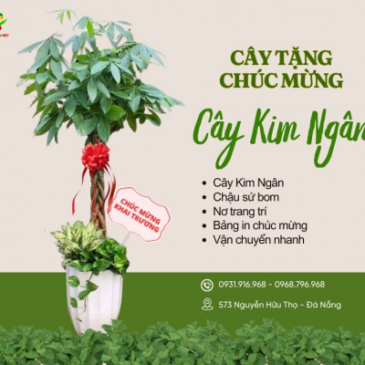 Cho thuê cây Đà Nẵng