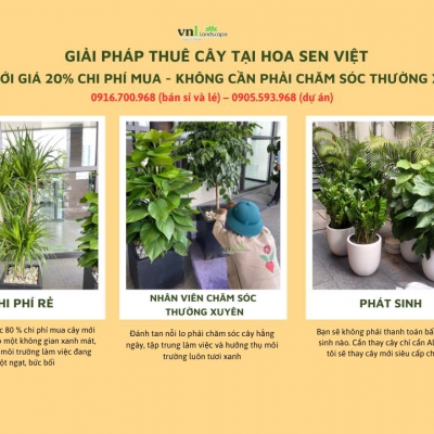 Giá thuê cây cảnh tại Đà Nẵng – Bảng giá chi tiết & giải pháp tiết kiệm cho văn phòng, nhà hàng