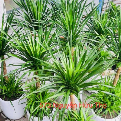 Giá thuê cây cảnh tại Đà Nẵng – Bảng giá chi tiết & giải pháp tiết kiệm cho văn phòng, nhà hàng