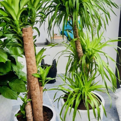 Giá thuê cây cảnh tại Đà Nẵng – Bảng giá chi tiết & giải pháp tiết kiệm cho văn phòng, nhà hàng