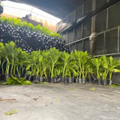 Giá bán cây Phong Ba tại Đà Nẵng – Cập nhật mới nhất từ Hoa Sen Việt