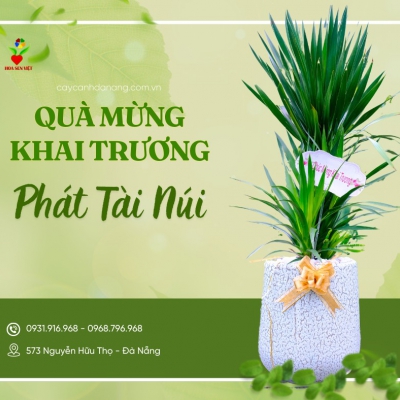 Giá cây văn phòng tại Đà Nẵng – Bảng giá cập nhật mới nhất từ Hoa Sen Việt