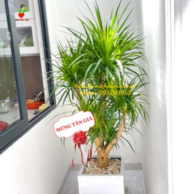 Giá cây văn phòng tại Đà Nẵng – Bảng giá cập nhật mới nhất từ Hoa Sen Việt