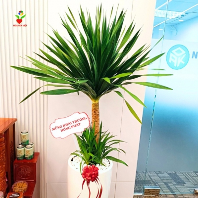 Giá cây văn phòng tại Đà Nẵng – Bảng giá cập nhật mới nhất từ Hoa Sen Việt