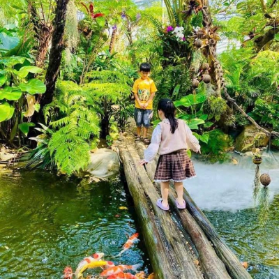 Chi Phí Thi Công Hồ Cá Koi Tại Đà Nẵng Bao Nhiêu?