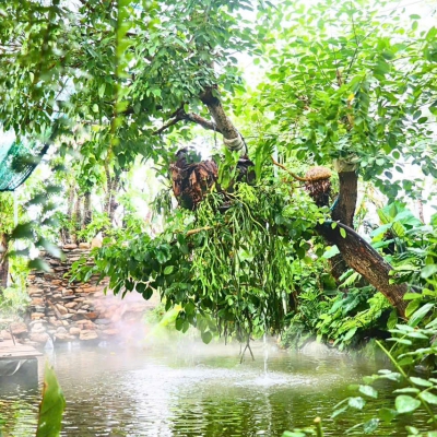 Chi Phí Thi Công Hồ Cá Koi Tại Đà Nẵng Bao Nhiêu?