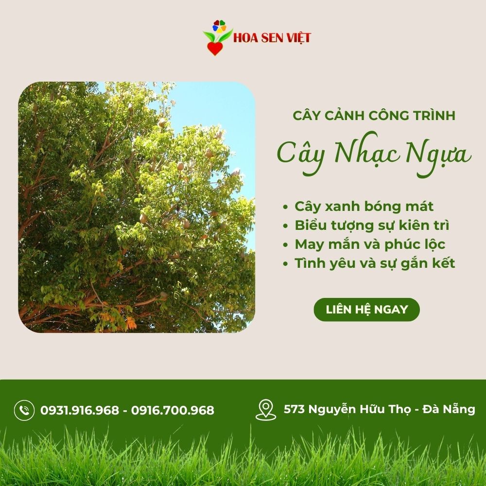 Cây Nhạc Ngựa - Cây Dái Ngựa