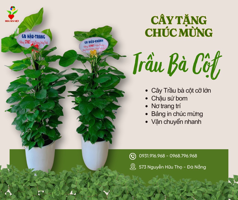 Cây Trầu Bà Cột Khai Trương