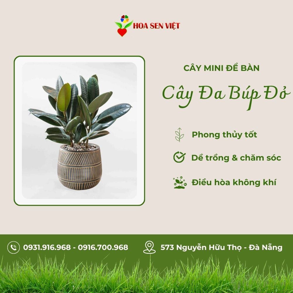 Cây Đa Búp Đỏ Mini Để Bàn