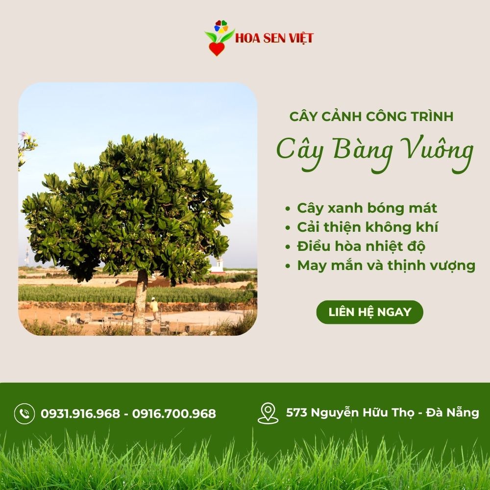 Cây bàng vuông