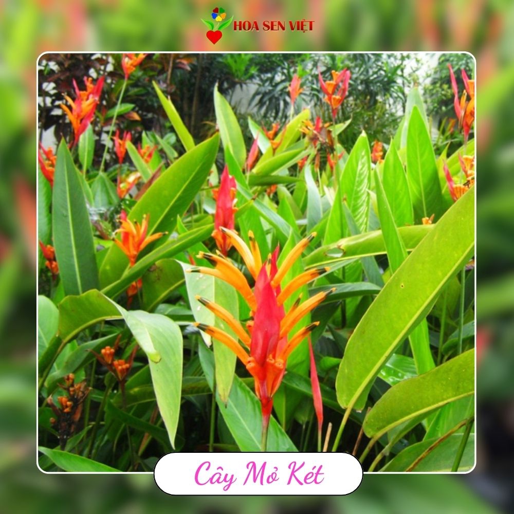 Cây mỏ két