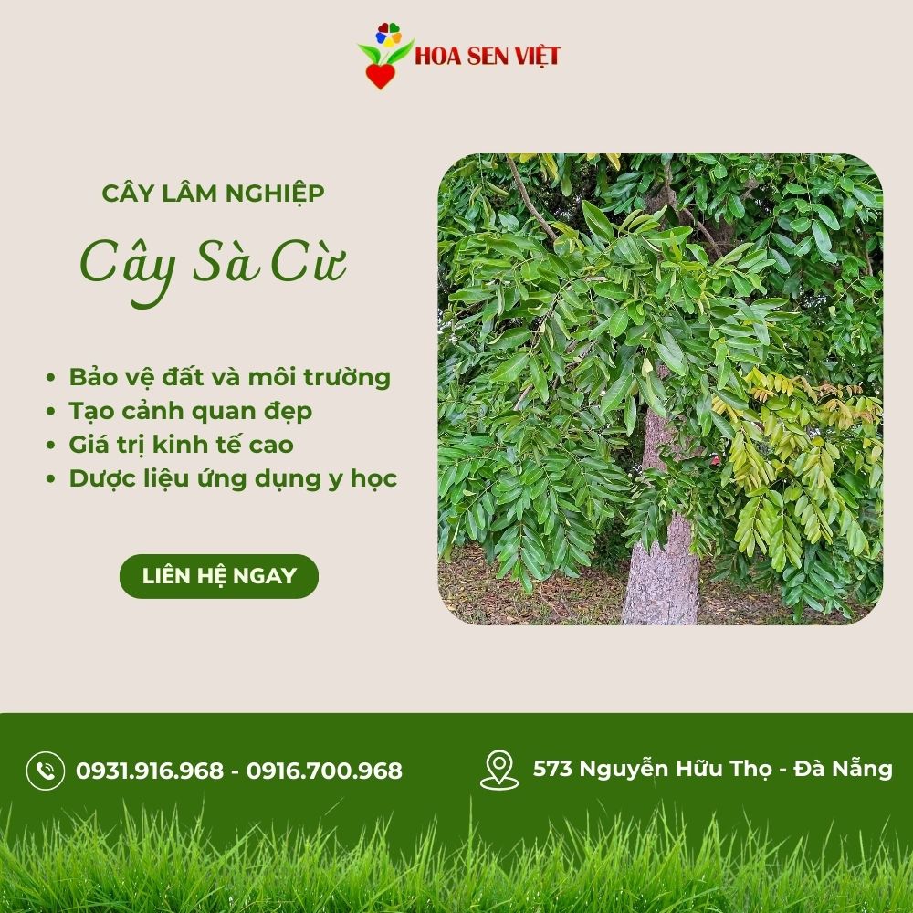 Cây xà cừ