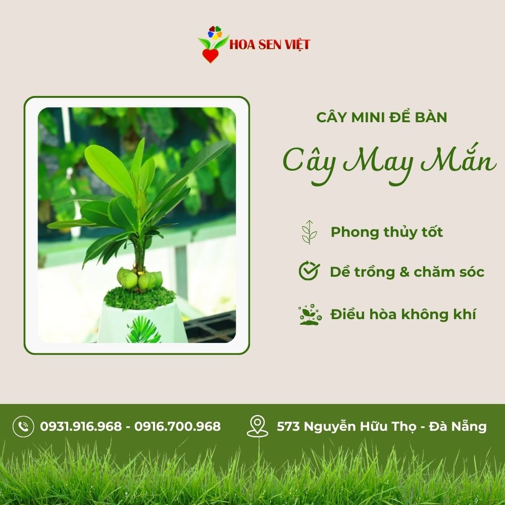 Cây May Mắn Mini Để Bàn