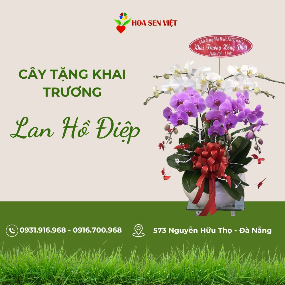 Lan Hồ Điệp Tặng Khai Trương