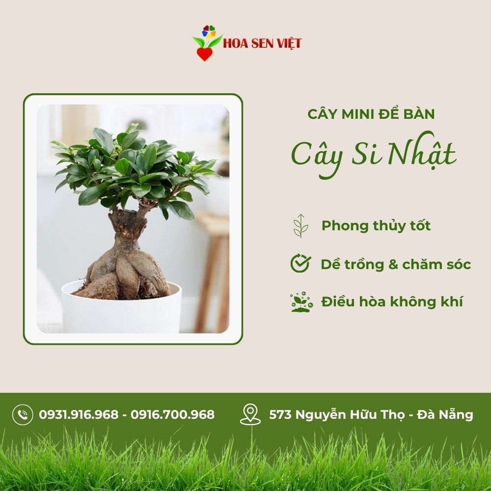 Cây Si Nhật Mini Để Bàn