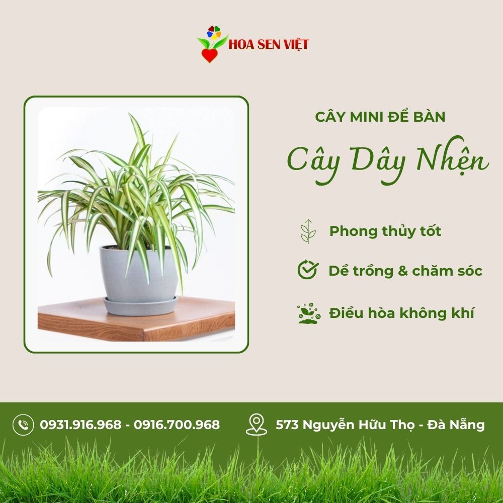 Cây Dây Nhện Mini Để Bàn