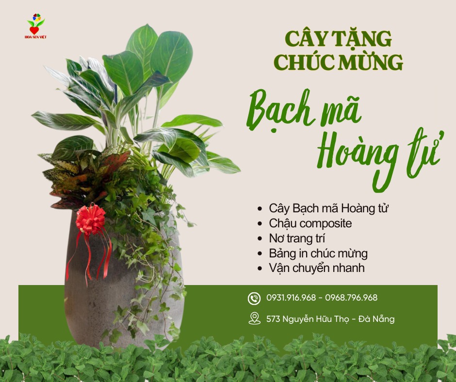 Cây Bạch Mã Hoàng Tử Khai Trương