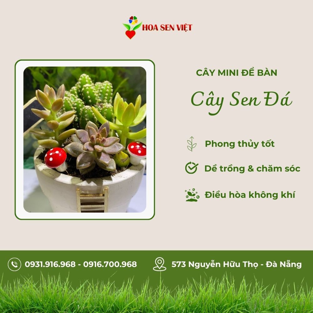 Cây Sen Đá Mini Để Bàn