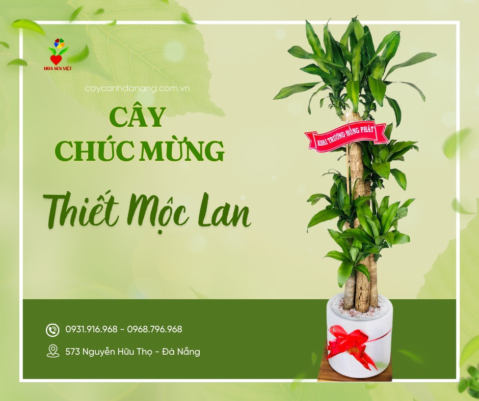 Cây Thiết Mục Lan Khai Trương