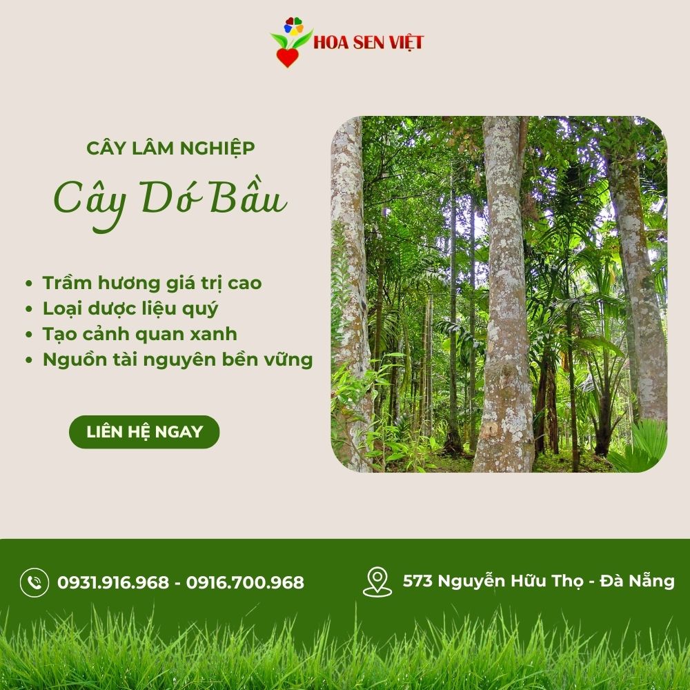 Cây dó bầu- cây trầm hương