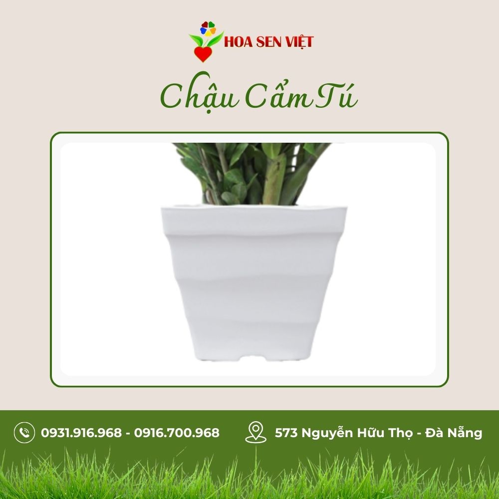 Chậu Cẩm Tú Nhỏ (24*21)