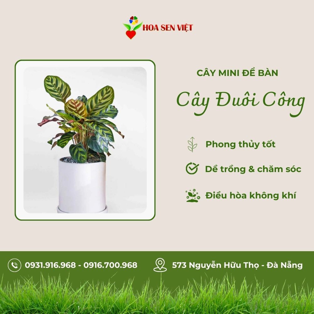 Cây Đuôi Công Mini Để Bàn