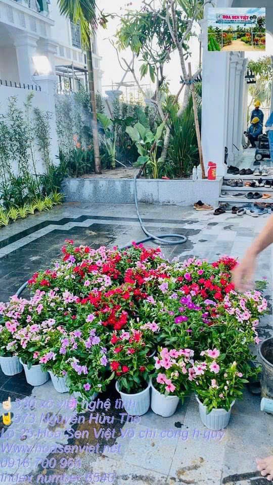 Quy Trình Chăm Sóc Sân Vườn Chuyên Nghiệp Từ A-Z Tại Đà Nẵng