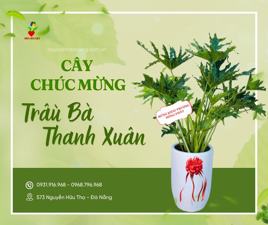 Cây Trầu Bà Thanh Xuân Khai Trương