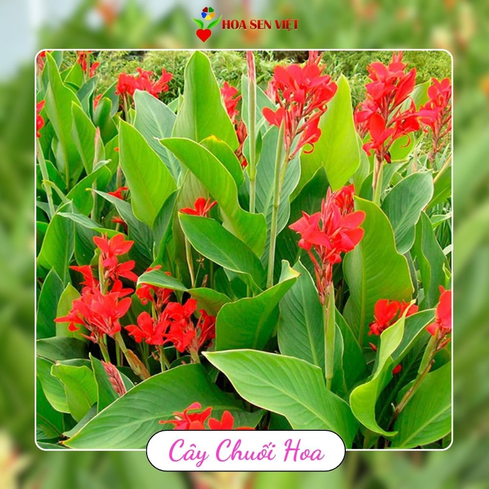 Cây chuối hoa