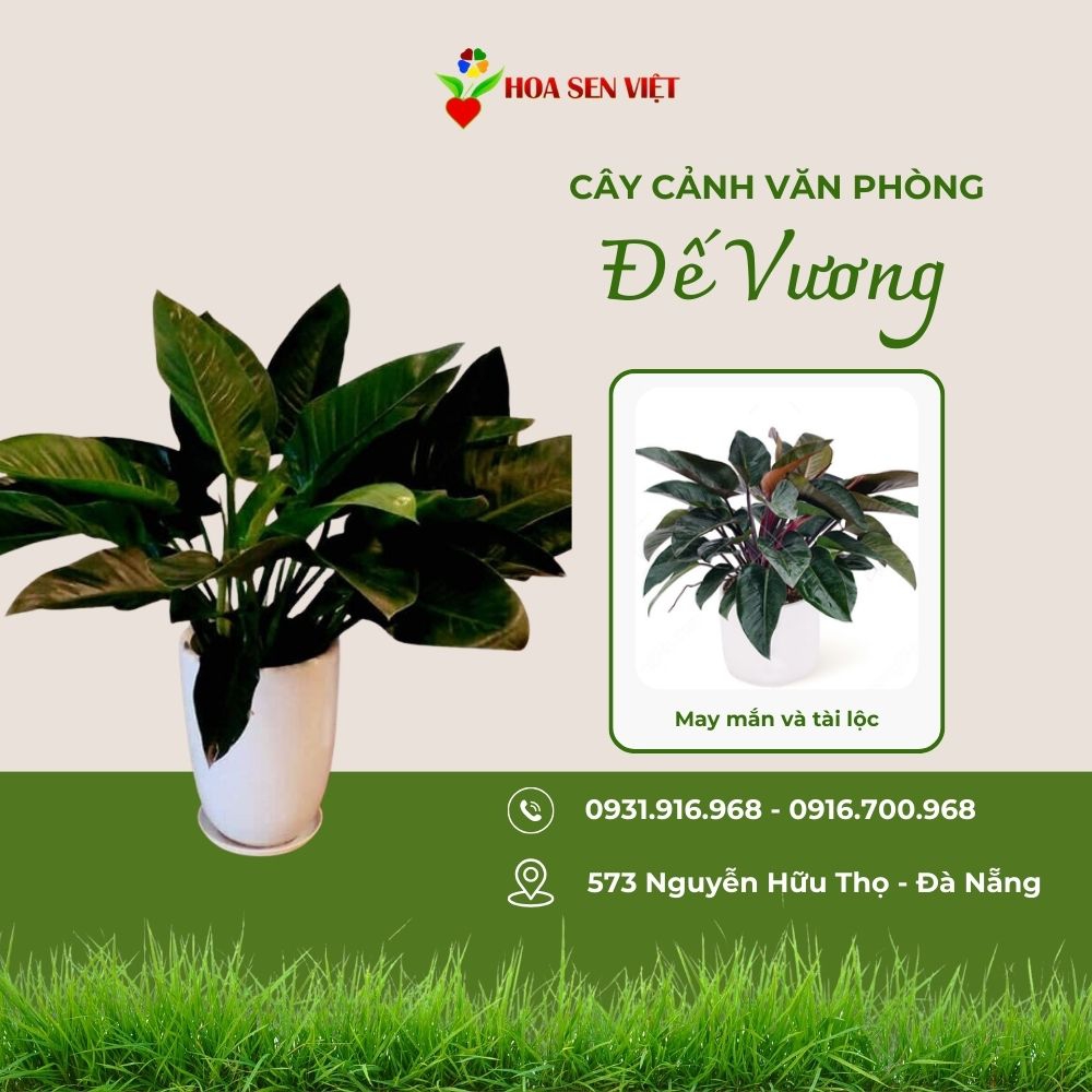 Cây đế vương