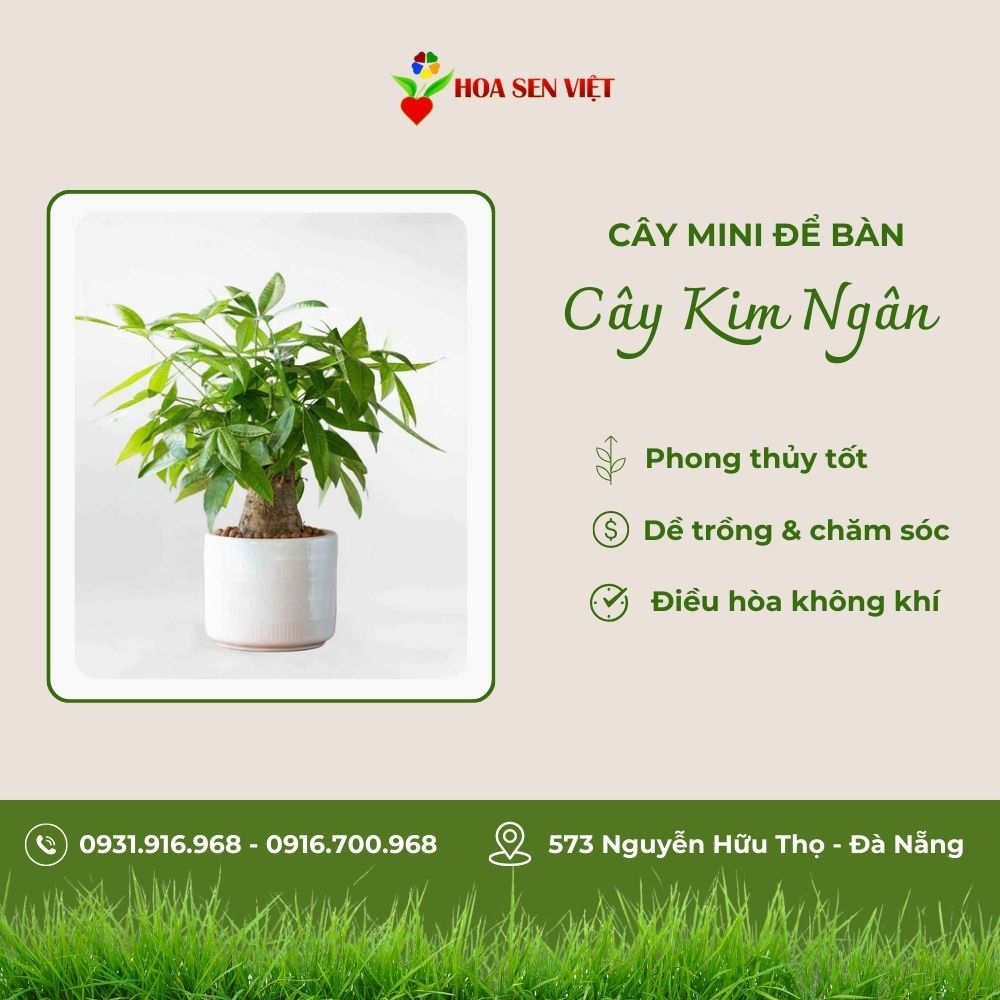 Cây Kim Ngân Mini Để Bàn