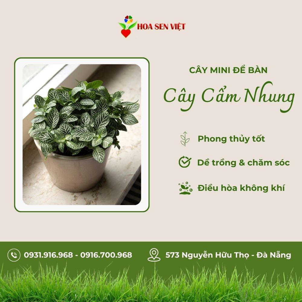 Cây Cẩm Nhung Mini Để Bàn