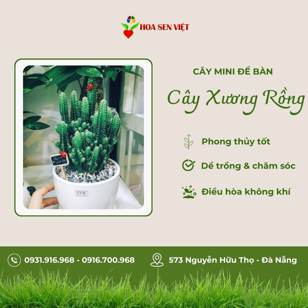 Cây Xương Rồng Mini Để Bàn