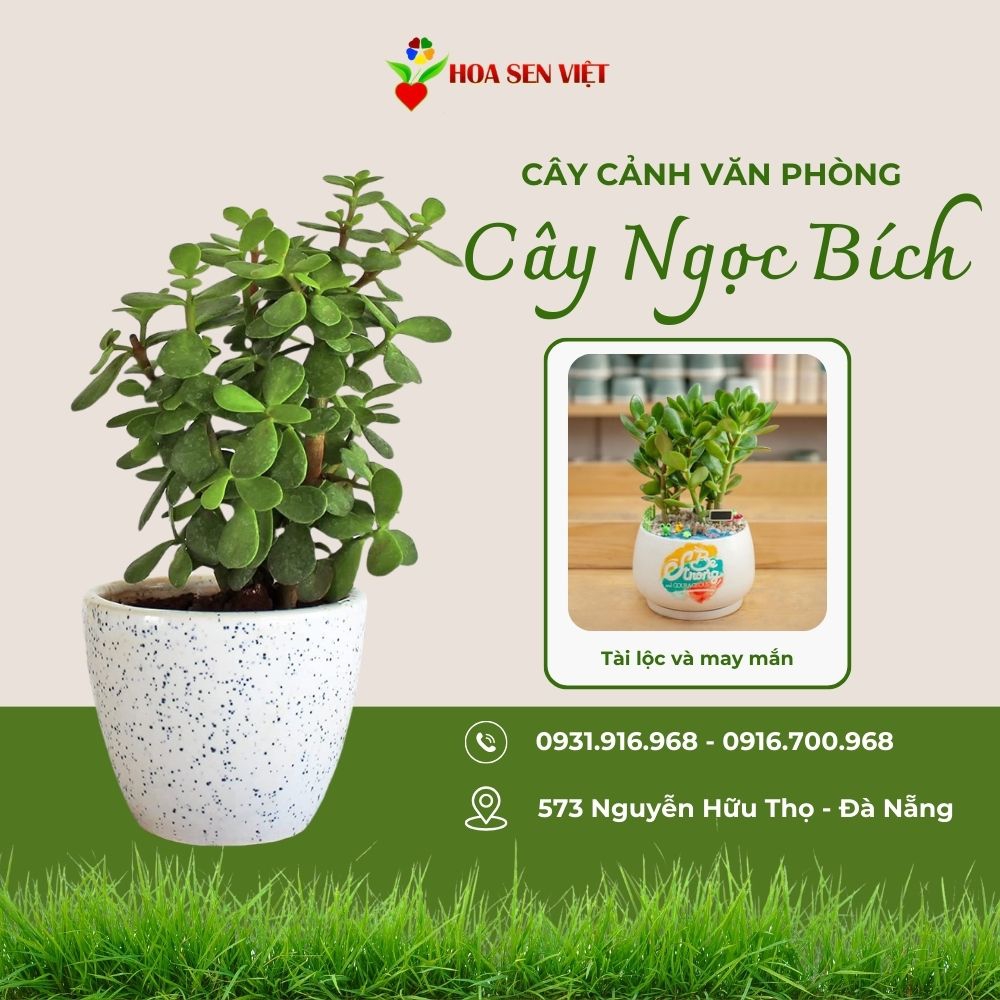 Cây Ngọc Bích