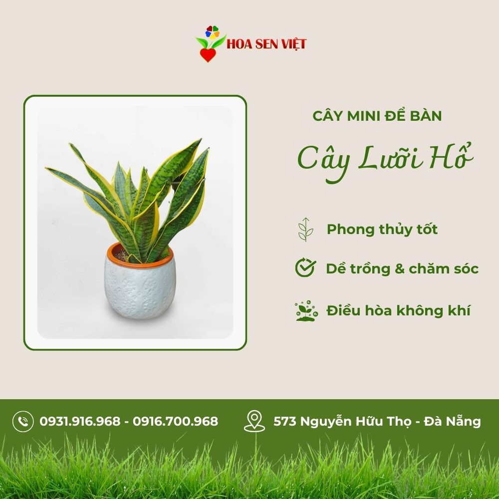 Cây Lưỡi Hổ Mini Để Bàn