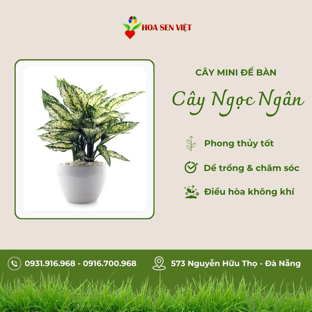 Cây Ngọc Ngân Mini Để Bàn