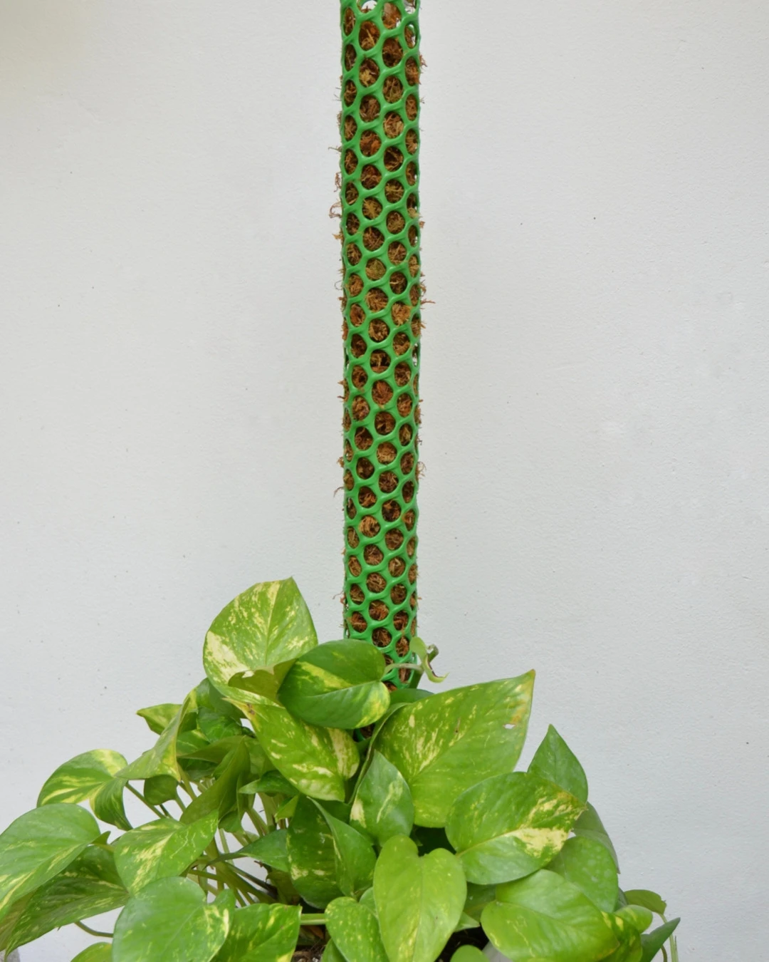 Trụ rêu rừng cho cây leo