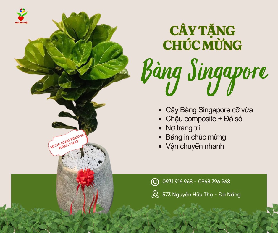 Cây Bàng Singapore Khai Trương