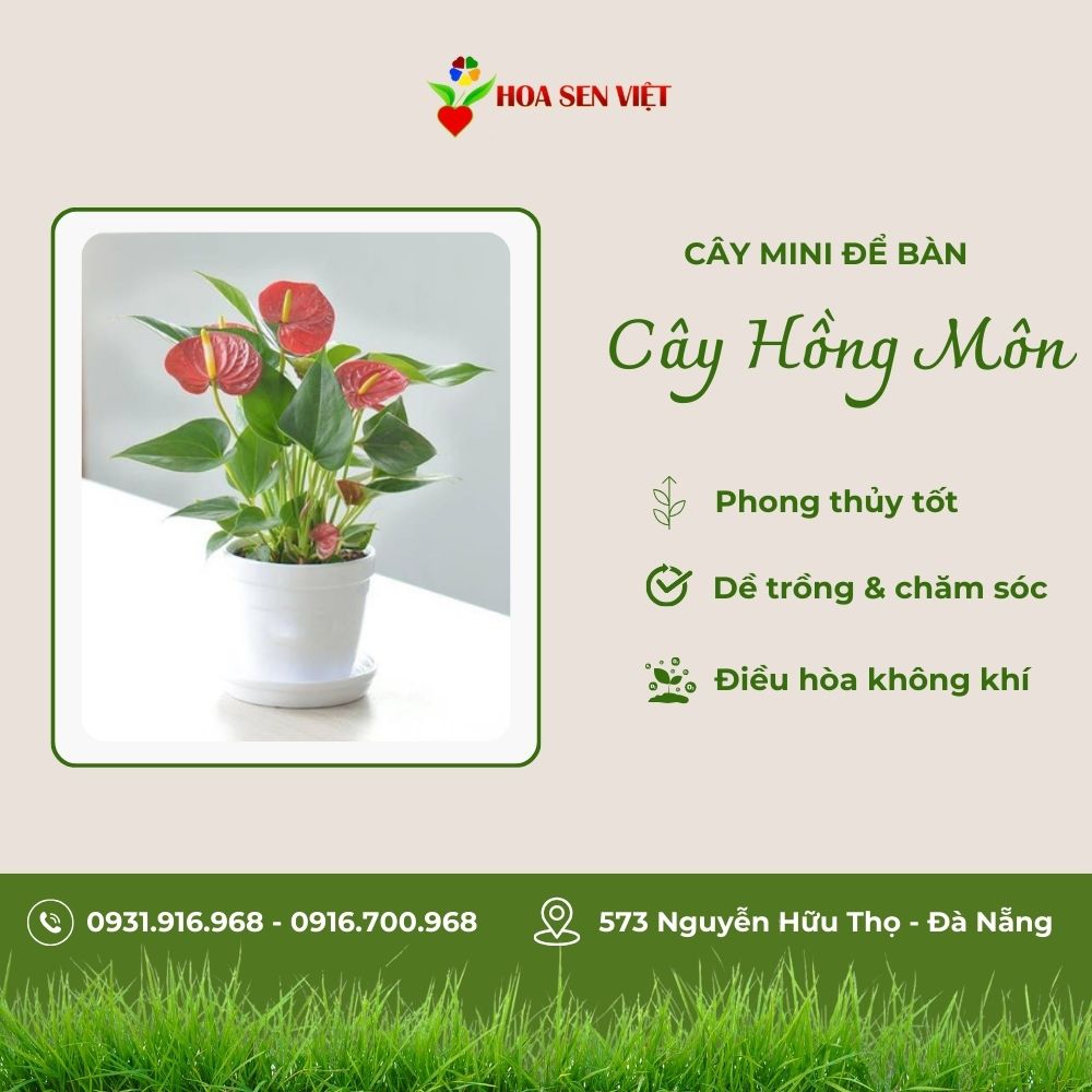 Cây Hồng Môn Mini Để Bàn