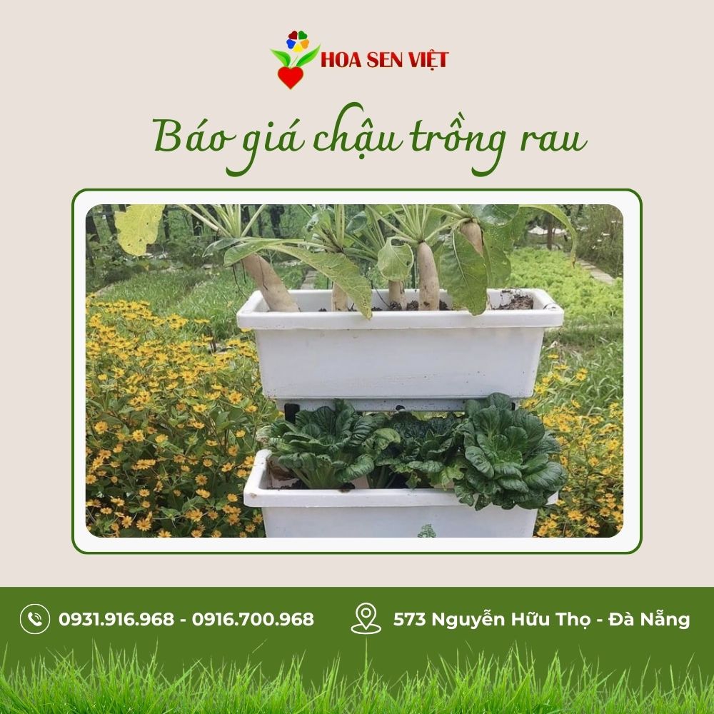 Báo giá chậu trồng rau