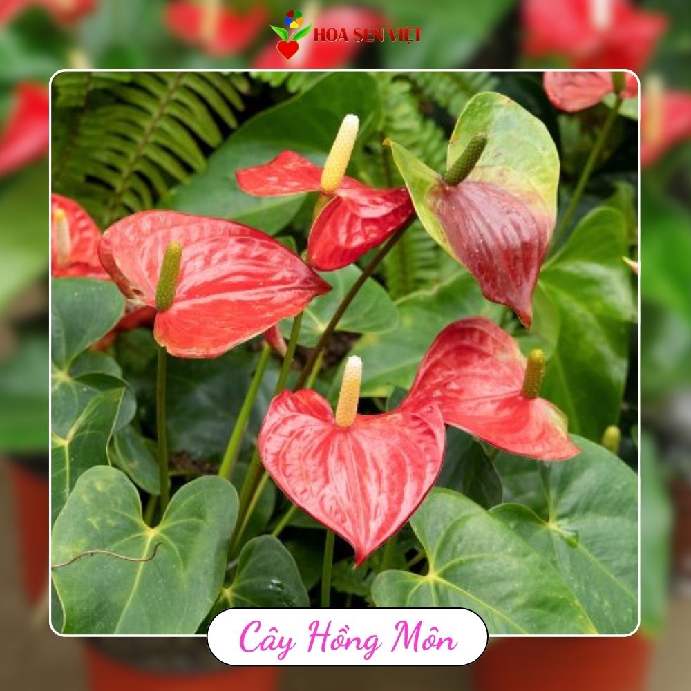 Cây hồng môn