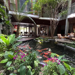 Cá Koi Nhật Bản Và Cá Koi Việt Nam | So Sánh Và Tư Vấn Lựa Chọn Phù Hợp