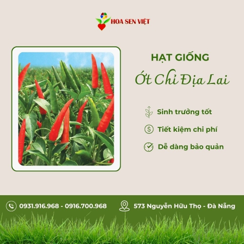 Hạt giống ớt chỉ địa lai