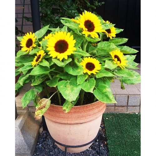 Hạt giống hoa Hướng Dương Lùn